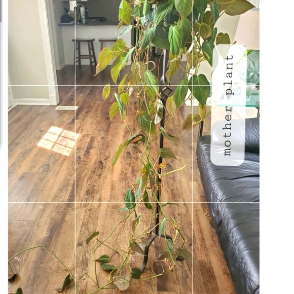 Philodendron Mican Cutting (C) - Picture 5 of 5